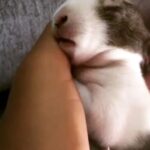 Sanchana Natarajan Instagram - AND I think im in LOVE ❤️#sooadorable #thatbunnyteeththo #cutie #newbaby 🐰