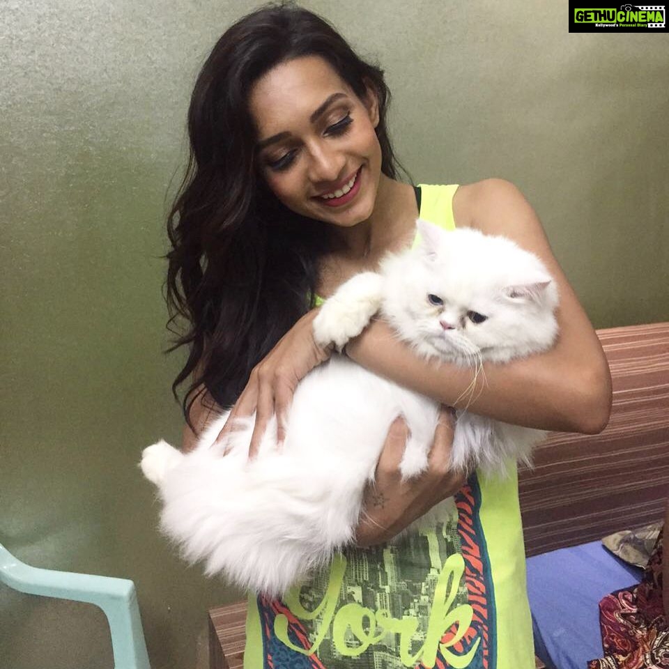 Sanchana Natarajan Instagram - He is milo!πthe cutest,fluffiest,yummiest catπ #iwantedtoeathimoff #cannotabletogetoverhiscutness #milothecat π±π