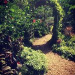 Sanchana Natarajan Instagram - Into the wild! Pondy, tu est plus belle 😍 🍃🍂#summerescape #auroville Auroville