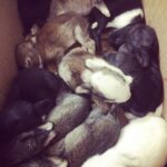 Sanchana Natarajan Instagram - Box full of happiness #bunnybabies #cannothandlethecuteness 🐰💚
