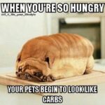 Sanchana Natarajan Instagram - 😂 story of my life 🐶 😆