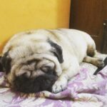 Sanchana Natarajan Instagram - Gundu is clearly not in the mood to celebrate diwali 🙈 #myfatty #likestosleepalldayandallnight #appu❤️papa #diwaliishere 💥😍