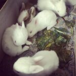 Sanchana Natarajan Instagram - Hello lil furballs 🐰💞