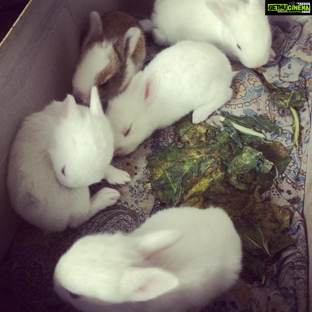Sanchana Natarajan Instagram - Hello lil furballs 🐰💞