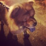 Sanchana Natarajan Instagram - His name is puppy 😍😄 and he makes me wanna eat him😳🙈#canthandlethecutness #chowchow