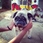 Sanchana Natarajan Instagram – Can anything b more cuter? Damn NO ..BUnTy 🐶💛#mostadorablebabyever #puppy #pug #8yrs