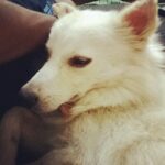 Sanchana Natarajan Instagram – Chinnu baby😘🐶