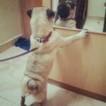Sanchana Natarajan Instagram - #babybear#hottay#appu#puggy