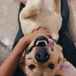 Sanchana Natarajan Instagram - This pretty much sums up our relationship ❤️ #welovecuddles #kupkuts