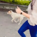 Sangeetha Bhat Instagram - Tommy da got a new toy today, he loves it. 😘😘 #indiedogs #straysofindia #actresstheunknown #actress #sangeethabhat #sangeethabhatsudarshan #sudarshanrangaprasad #shankedelic #tommyda #sangeethabhatreels #dogsofinstagram #doglover Bangalore, India