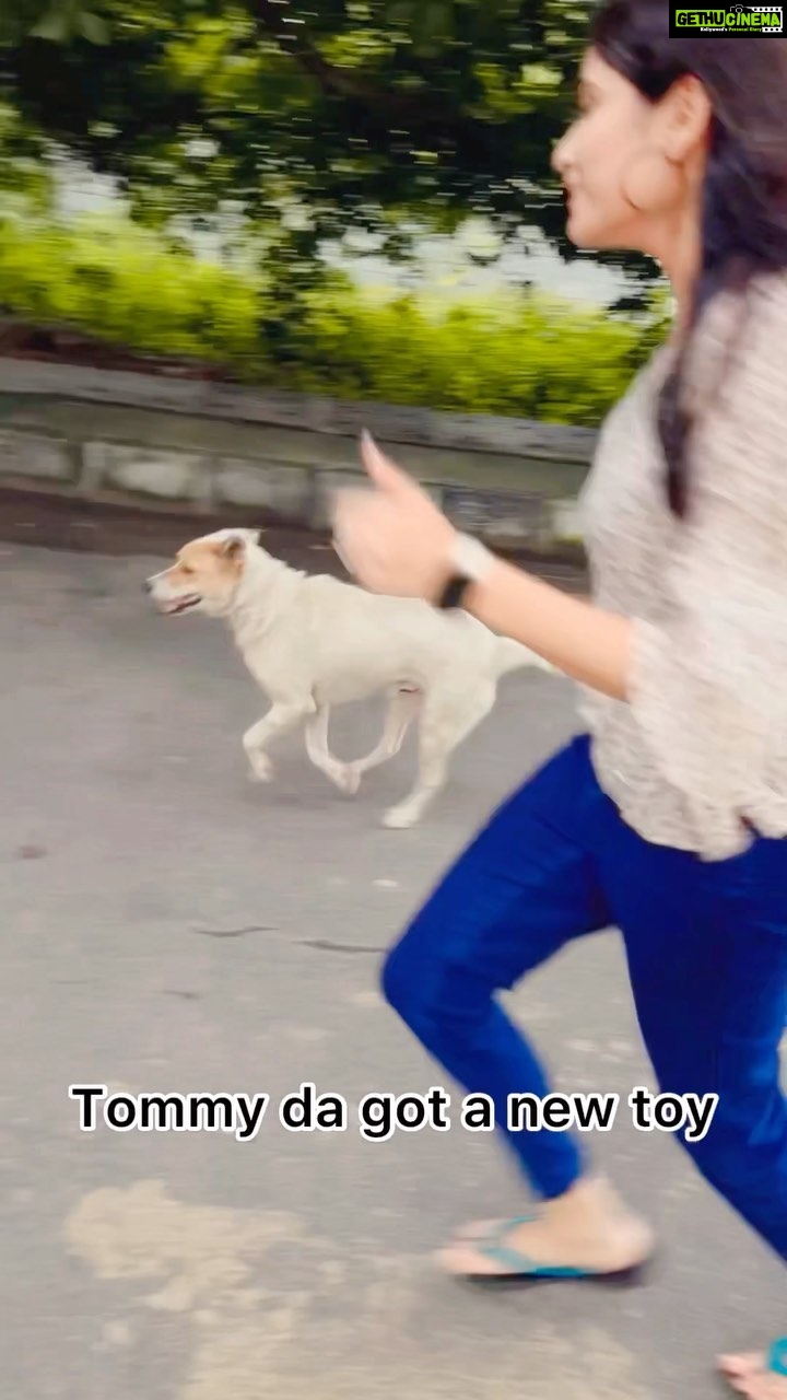 Sangeetha Bhat Instagram - Tommy da got a new toy today, he loves it. ππ #indiedogs #straysofindia #actresstheunknown #actress #sangeethabhat #sangeethabhatsudarshan #sudarshanrangaprasad #shankedelic #tommyda #sangeethabhatreels #dogsofinstagram #doglover Bangalore, India