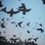 Sanya Malhotra Instagram – And we’ll be birds 
Flying free
