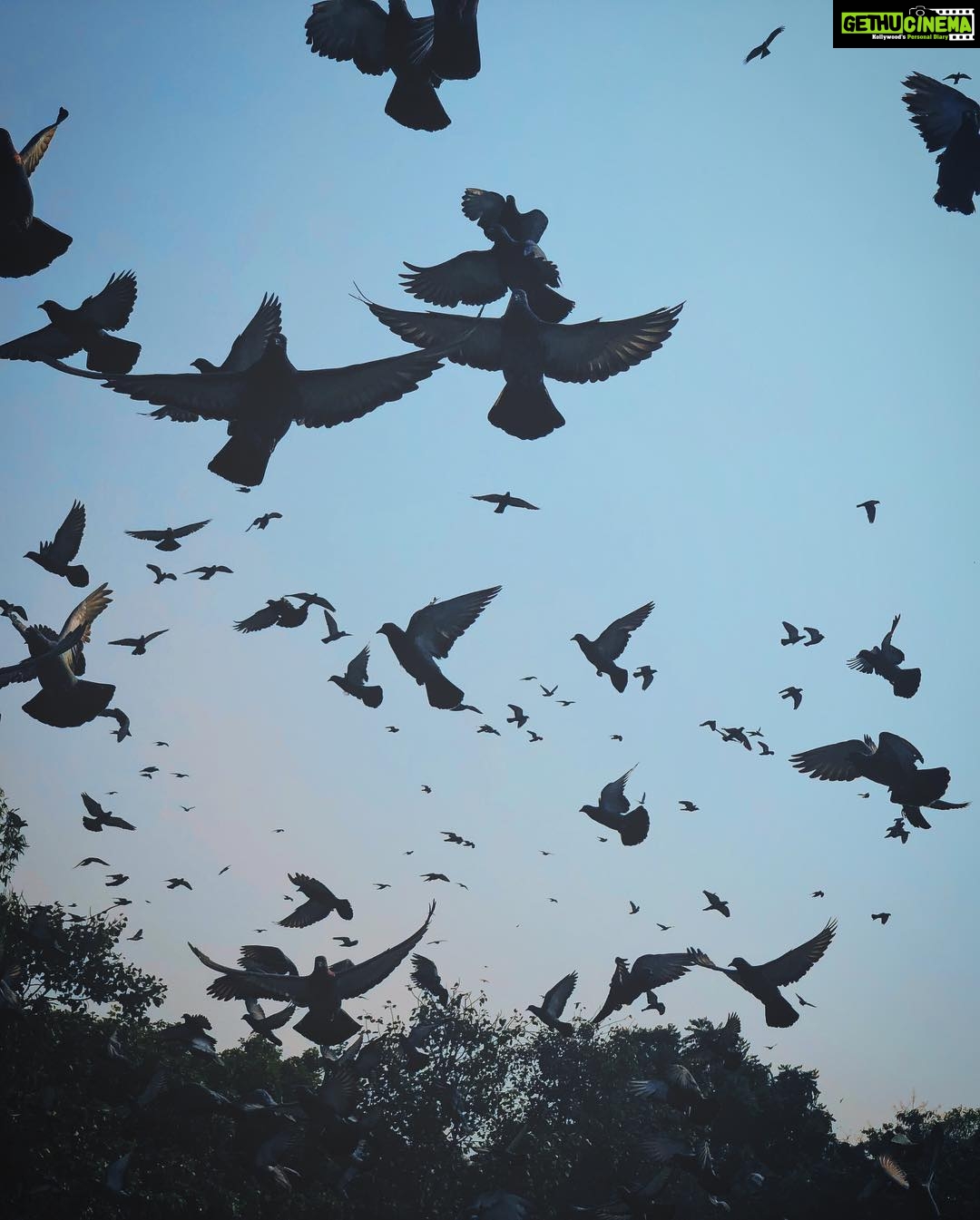 Sanya Malhotra Instagram - And we’ll be birds Flying free