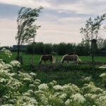 Sanya Malhotra Instagram –  Kinderdijk, Netherlands