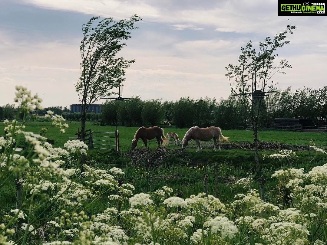 Sanya Malhotra Instagram - Kinderdijk, Netherlands