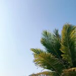 Sanya Malhotra Instagram - 🌴🌴🌴