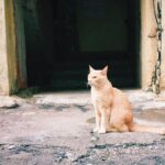 Sanya Malhotra Instagram - Garfield of Versova.