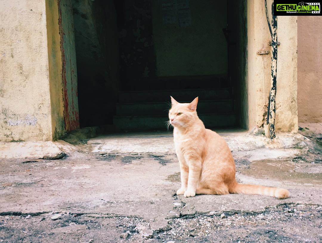 Sanya Malhotra Instagram - Garfield of Versova.