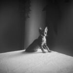 Sanya Malhotra Instagram - Reunited with my kitty cat 🐱