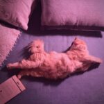 Sanya Malhotra Instagram – Jeté 🐈🥰
#balletbilli