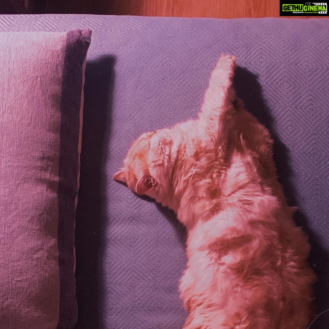 Sanya Malhotra Instagram - Jeté 🐈🥰 #balletbilli