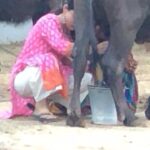 Sanya Malhotra Instagram - Jitto 🐃 duniya mein #Pataakha #throwback LoL 😂