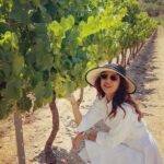 Shilpa Shetty Instagram - What I love doing best.. Exploring! 🍇 Vinyard visit ..got to learn so much about the viticulture “RAISIN “ a glass to that.🍷 #sttropez #vineyard #wine #france #gratitude