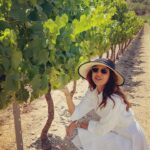 Shilpa Shetty Instagram – What I love doing best.. Exploring! 🍇
Vinyard visit ..got to learn so much about the viticulture 
“RAISIN “ a glass to that.🍷

#sttropez #vineyard #wine #france #gratitude