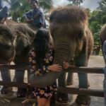 Smruthi Venkat Instagram - #bali #elephants #babyelephants #elephantlove #elephanthug #masonelephantpark #balivacation ✨🐘 Mason Elephant Park & Lodge