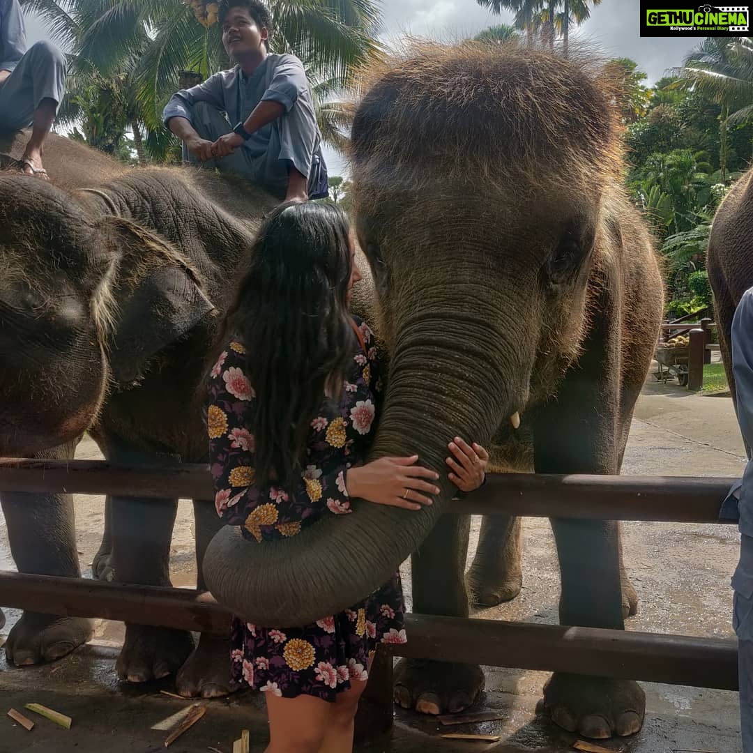 Smruthi Venkat Instagram - #bali #elephants #babyelephants #elephantlove #elephanthug #masonelephantpark #balivacation ✨🐘 Mason Elephant Park & Lodge