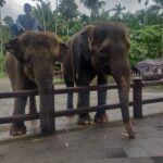 Smruthi Venkat Instagram - #bali #elephants #babyelephants #elephantlove #elephanthug #masonelephantpark #balivacation ✨🐘 Mason Elephant Park & Lodge