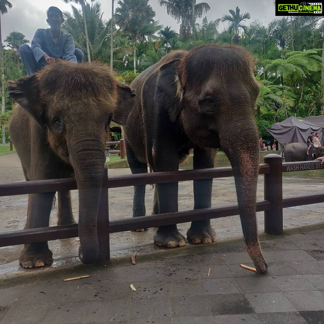 Smruthi Venkat Instagram - #bali #elephants #babyelephants #elephantlove #elephanthug #masonelephantpark #balivacation ✨🐘 Mason Elephant Park & Lodge