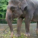 Smruthi Venkat Instagram - #bali #elephants #babyelephants #elephantlove #elephanthug #masonelephantpark #balivacation ✨🐘 Mason Elephant Park & Lodge