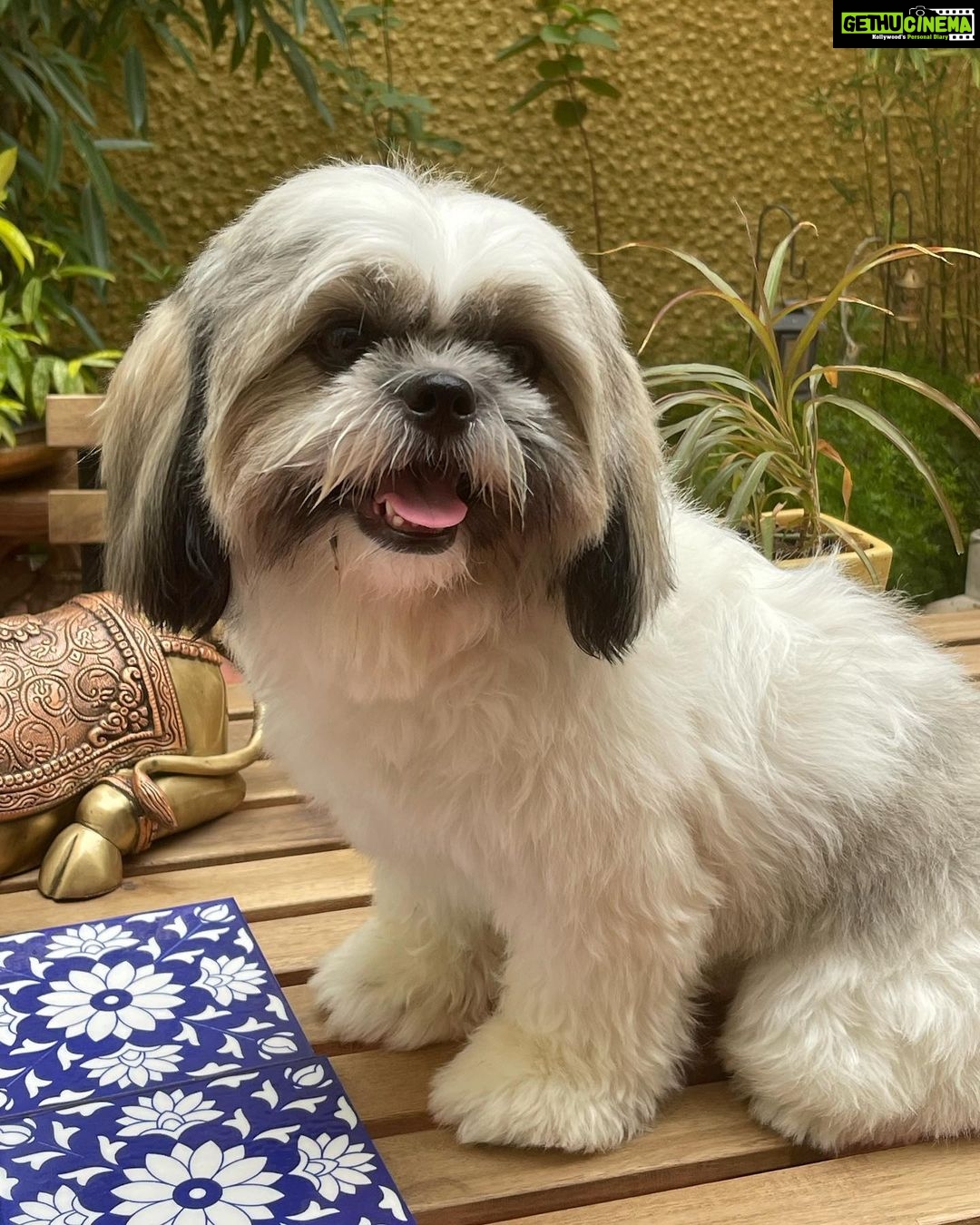 Suhasini Maniratnam Instagram - Look at my அழகி Ponni after a nice bath.