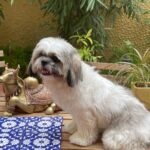 Suhasini Maniratnam Instagram - Look at my அழகி Ponni after a nice bath.