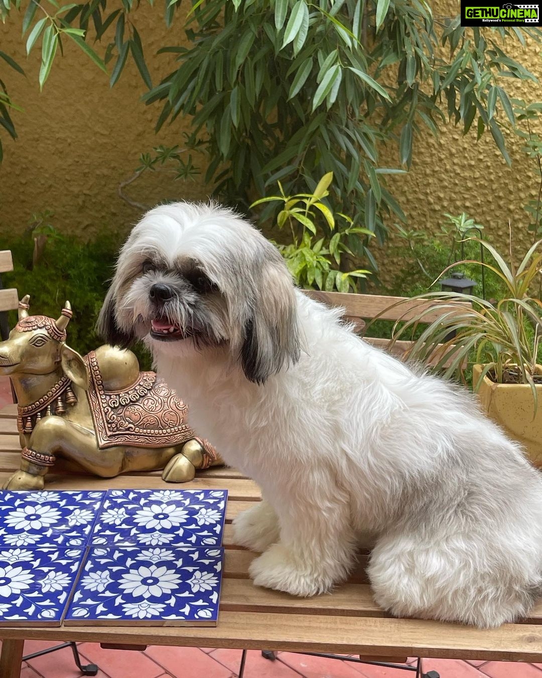 Suhasini Maniratnam Instagram - Look at my அழகி Ponni after a nice bath.
