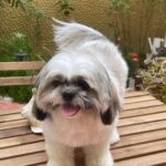 Suhasini Maniratnam Instagram - Look at my அழகி Ponni after a nice bath.