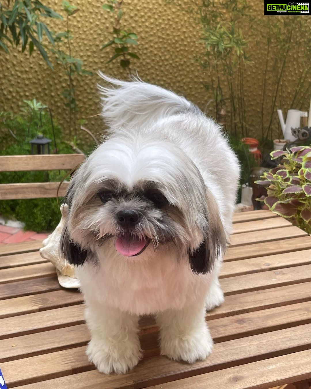 Suhasini Maniratnam Instagram - Look at my அழகி Ponni after a nice bath.