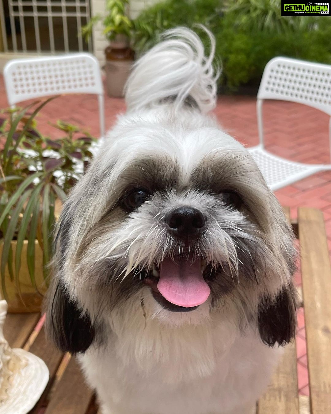 Suhasini Maniratnam Instagram - Look at my அழகி Ponni after a nice bath.