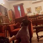 Swara Bhaskar Instagram - No other way but to do whatever the Great Lord Godot demands! 🤷🏽‍♀️🤣💛🤓🐶 #reunited #godot