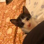 Swara Bhaskar Instagram – Good people of Instagram! Thank you for your suggestions.. this one found her own name.. 
introducing: Toofi Toofaani, also known as Toof the Toofaan! 🌪✨😽

मिलिए तूफ़ी तूफ़ानी से! 💛😈

#petstagram #catsofinstagram #catstagram #pets #kitten #kitty #toofitoofaani