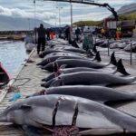 Amy Jackson Instagram - Every summer on the Faroe Islands, somewhere around 800 whales and dolphins lose their lives, through a brutal and barbaric ritual of mass slaughter. Once upon a time the tradition was that their meat was used and eaten, but nowadays they choose to leave the meat rotting in the Sun, just taking the lives of sea creatures for some kind of sick satisfaction justified by a cultural tradition. @seashepherd , the conservationist group who are trying hard to fight the annual massacre, recorded 63 pilot whales were killed by Faroese hunters, including 10 pregnant mothers and their unborn calves. Later that month, a further 119 pilot whales were killed. The WDC says dolphin hunting is not traditional in the Faroes, but this weekend the slaughter of 100 bottle nose dolphins took place. These beautiful and intelligent creatures are herded into shoreline inlets and brutally killed by laughing fishermen. Metal hooks are driven into the stranded mammals’ blowholes before their spines are cut. The animals slowly bleed to death. Whole families are slaughtered, and some whales and dolphins swim around in their family members’ blood for hours. It’s frustrating because it seems like all we can do is sign petitions and repost to raise awareness but this really can help @seashepherduk gain political clout in order to put serious pressure on @faroeislands so please share and sign!!