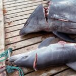 Amy Jackson Instagram - Every summer on the Faroe Islands, somewhere around 800 whales and dolphins lose their lives, through a brutal and barbaric ritual of mass slaughter. Once upon a time the tradition was that their meat was used and eaten, but nowadays they choose to leave the meat rotting in the Sun, just taking the lives of sea creatures for some kind of sick satisfaction justified by a cultural tradition. @seashepherd , the conservationist group who are trying hard to fight the annual massacre, recorded 63 pilot whales were killed by Faroese hunters, including 10 pregnant mothers and their unborn calves. Later that month, a further 119 pilot whales were killed. The WDC says dolphin hunting is not traditional in the Faroes, but this weekend the slaughter of 100 bottle nose dolphins took place. These beautiful and intelligent creatures are herded into shoreline inlets and brutally killed by laughing fishermen. Metal hooks are driven into the stranded mammals’ blowholes before their spines are cut. The animals slowly bleed to death. Whole families are slaughtered, and some whales and dolphins swim around in their family members’ blood for hours. It’s frustrating because it seems like all we can do is sign petitions and repost to raise awareness but this really can help @seashepherduk gain political clout in order to put serious pressure on @faroeislands so please share and sign!!