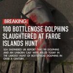 Amy Jackson Instagram – Every summer on the Faroe Islands, somewhere around 800 whales and dolphins lose their lives, through a brutal and barbaric ritual of mass slaughter.  Once upon a time the tradition was that their meat was used and eaten, but nowadays they choose to leave the meat rotting in the Sun, just taking the lives of sea creatures for some kind of sick satisfaction justified by a cultural tradition.
@seashepherd , the conservationist group who are trying hard to fight the annual massacre, recorded 63 pilot whales were killed by Faroese 
hunters, including 10 pregnant mothers
and their unborn calves.
Later that month, a further 119 pilot whales were killed.
The WDC says dolphin hunting is not
traditional in the Faroes, but this weekend the slaughter of 100 bottle nose dolphins took place. 
These beautiful and intelligent creatures are herded into shoreline inlets and brutally killed by laughing fishermen. Metal hooks are driven into the stranded mammals’ blowholes before their spines are cut. The animals slowly bleed to death. Whole families are slaughtered, and some whales and dolphins swim around in their family members’ blood for hours.

It’s frustrating because it seems like all we can do is sign petitions and repost to raise awareness but this really can help @seashepherduk gain political clout in order to put serious pressure on @faroeislands so please share and sign!!