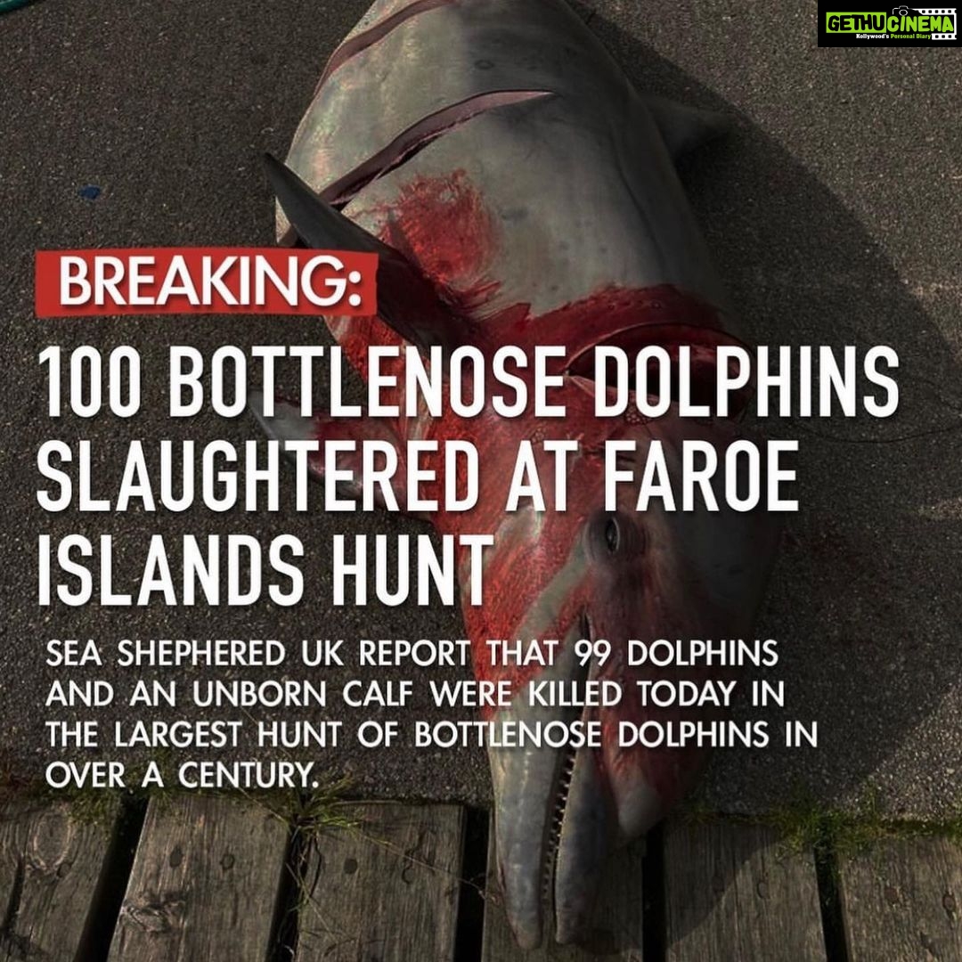 Amy Jackson Instagram - Every summer on the Faroe Islands, somewhere around 800 whales and dolphins lose their lives, through a brutal and barbaric ritual of mass slaughter. Once upon a time the tradition was that their meat was used and eaten, but nowadays they choose to leave the meat rotting in the Sun, just taking the lives of sea creatures for some kind of sick satisfaction justified by a cultural tradition. @seashepherd , the conservationist group who are trying hard to fight the annual massacre, recorded 63 pilot whales were killed by Faroese hunters, including 10 pregnant mothers and their unborn calves. Later that month, a further 119 pilot whales were killed. The WDC says dolphin hunting is not traditional in the Faroes, but this weekend the slaughter of 100 bottle nose dolphins took place. These beautiful and intelligent creatures are herded into shoreline inlets and brutally killed by laughing fishermen. Metal hooks are driven into the stranded mammals’ blowholes before their spines are cut. The animals slowly bleed to death. Whole families are slaughtered, and some whales and dolphins swim around in their family members’ blood for hours. It’s frustrating because it seems like all we can do is sign petitions and repost to raise awareness but this really can help @seashepherduk gain political clout in order to put serious pressure on @faroeislands so please share and sign!!
