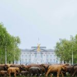 Amy Jackson Instagram - Happy World Elephant Day! ❤️🐘🌍 Happy memories with @ElephantFamily and the #CoExistence campaign that took London by storm this time last year. The stunning herd were modelled on a real-life wild elephant that roams the Nilgiri Hills in Southern India - a special place where humans and elephants are sharing space. The legacy of London lives on: - skilled indigenous communities continue to make the elephant sculptures and live alongside the wild counterparts. They know each of the wild elephants by name and understand their behaviour. They know what crops to plant; where to walk and are deeply connected to nature. CoExistence is a living, breathing @coexistence.story🌱 Buckingham Palace, London