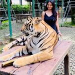 Ananya Nagalla Instagram - Me and the Tigerrrr Just to clear it off , these tigers were not sedated ,they were taken care since they’re cubs, so they are habituated around the people. You can also check in their website #ananyanagalla Tiger Park Thailand