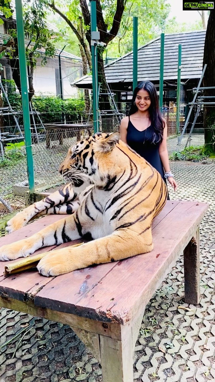 Ananya Nagalla Instagram - Me and the Tigerrrr Just to clear it off , these tigers were not sedated ,they were taken care since they’re cubs, so they are habituated around the people. You can also check in their website #ananyanagalla Tiger Park Thailand