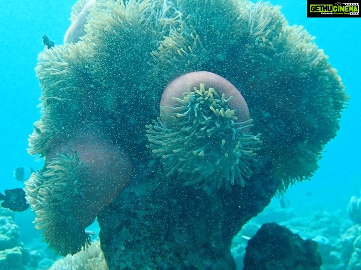 Anushka Sen Instagram - snorkelling π€Ώππ#maldives @siyamworld Maldives