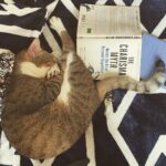 Anveshi Jain Instagram - Well , someone is mastering the art of Magnetism pretty well ! @churrothecat #thecharismamyth @oliviafoxcabane #goodreads #bookstagram Mumbai, Maharashtra
